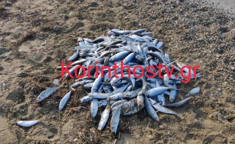 Γέμισε με νεκρά ψάρια η παραλία στον Άσσο Κορινθίας (Βίντεο)