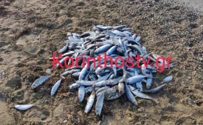 Γέμισε με νεκρά ψάρια η παραλία στον Άσσο Κορινθίας (Βίντεο)