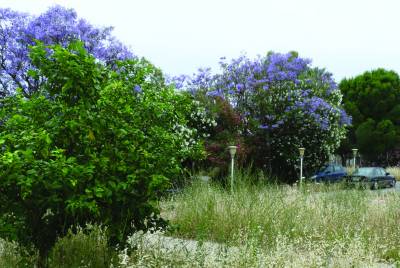 Η συντήρηση χώρων πρασίνου στο Δημοτικό Συμβούλιο Μεσσήνης