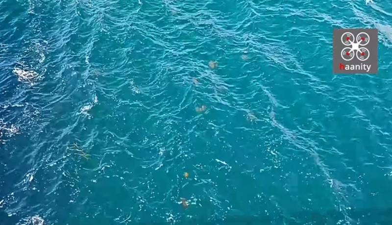 Χαλκίδα: «Στρατιά» από μέδουσες διασχίζει τα νερά στη γέφυρα (Βίντεο)