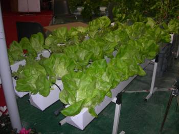 Μεταπτυχιακό πρόγραμμα υδροπονίας στο ΤΕΙ Πελοποννήσου