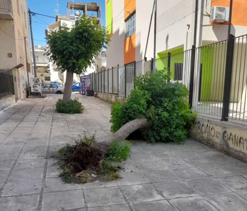 Παραλίγο ατύχημα στο κέντρο της Καλαμάτας από πτώση δέντρου (φωτογραφίες)