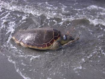 Στο Ευρωπαϊκό Δικαστήριο για τις χελώνες του Κυπαρισσιακού