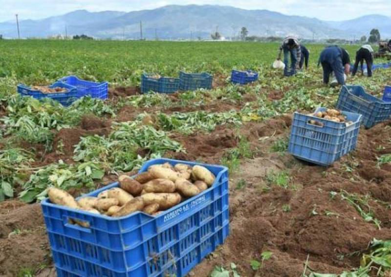 Ο Αγροτοκτηνοτροφικός Σύλλογος Μεσσήνης για τις αποζημιώσεις πατατοπαραγωγών