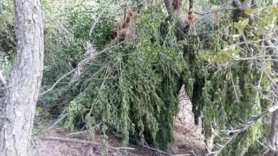 865 χασισόδεντρα βρέθηκαν στην Κορινθία (φωτογραφίες)