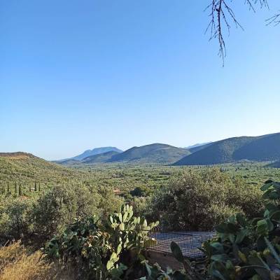 Παραδοσιακοί ελαιώνες για να σωθεί η ύπαιθρος