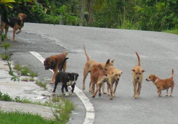 Ζητείται οικόπεδο για τα αδέσποτα