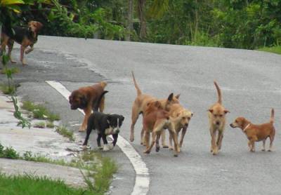 Ζητείται οικόπεδο για τα αδέσποτα