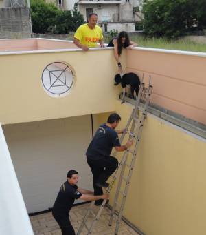 Διάσωση σκύλου