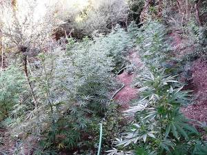 Ισόβια σε Βαλυραίο καλλιέργεια χασίς