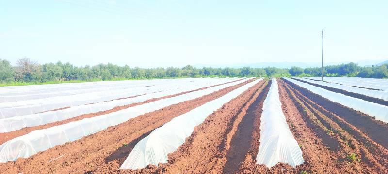 Δυσκολίες στους καλλιεργητές της Τριφυλίας: Ο καιρός εμποδίζει τις φυτεύσεις καρπουζιών