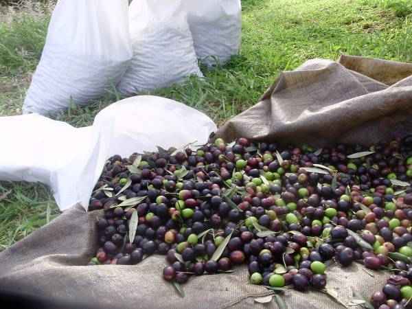 Τσιγγάνος έκλεβε σακιά με ελιές από ελαιοτριβείο