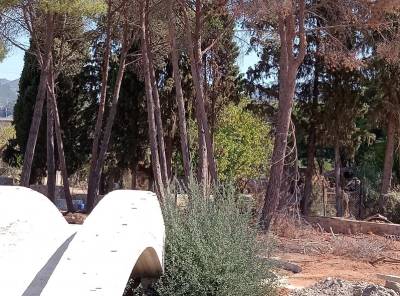 Έγκριση κοπής 14 δέντρων από τη Δημοτική Επιτροπή Καλαμάτας - Ενστάσεις για τη διαχείριση του πρασίνου