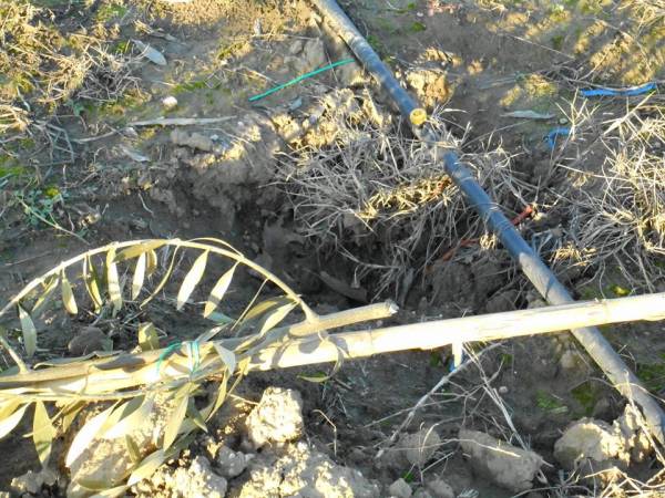 Ξερίζωσαν και έκλεψαν 40 ελιές από κτήμα στη Χώρα