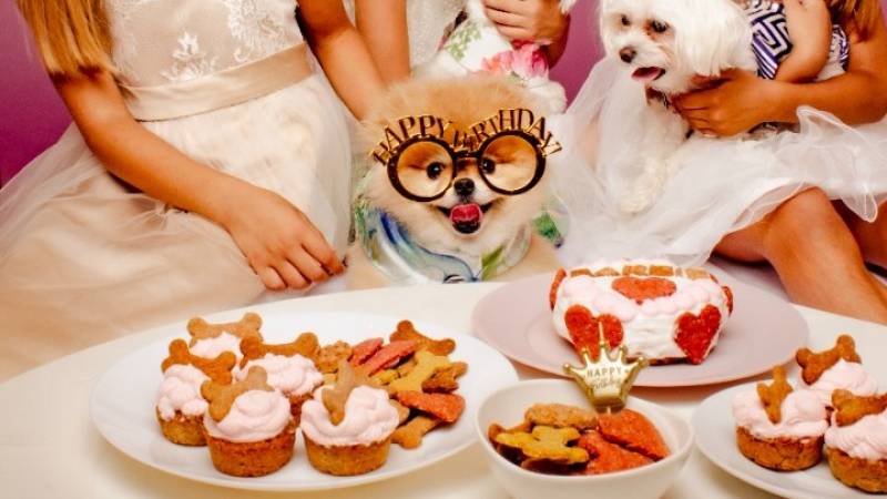 Πάρτι γενεθλίων για σκύλους, με τούρτες και μπουφέ για τους τετράποδους καλεσμένους