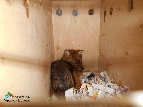 Επανένταξη τσακαλιού στην προστατευόμενη περιοχή του υγροτόπου Μουστού (φωτογραφίες και βίντεο)