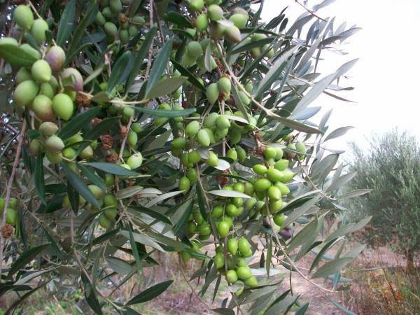 Πιστώσεις για δακοκτονία ζητεί ο Αγροτικός Σύλλογος Χανδρινού