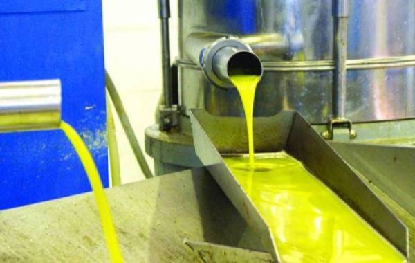 8,40 ευρώ πούλησαν ελαιόλαδο στους Μολάους - Συνεχίζεται η ξέφρενη ανοδική πορεία