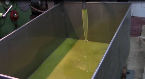 Ετσι βγαίνει το μεσσηνιακό ελαιόλαδο (βίντεο-φωτογραφίες)