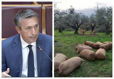 Διορθώσεις στο ψηφιακό δελτίο ελαιοκάρπου ζητεί ο Μαντάς