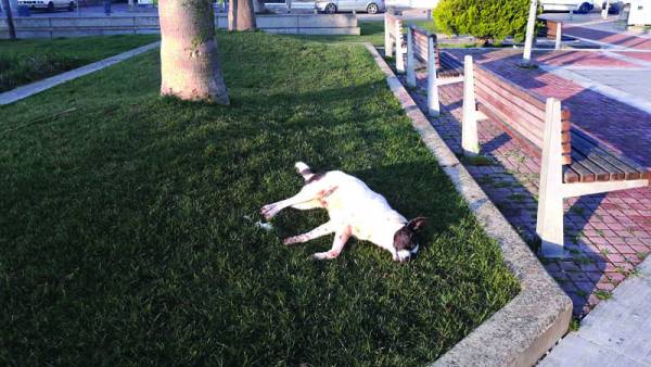 Δύο σκυλιά νεκρά από φόλα στους Γαργαλιάνους