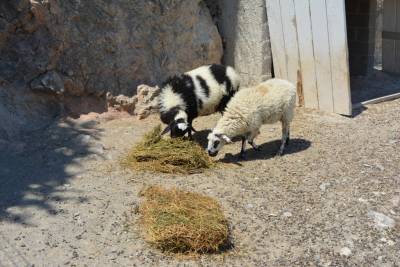 Εκδοση άδειας διατήρησης κτηνοτροφικών εγκαταστάσεων στην Τριφυλία