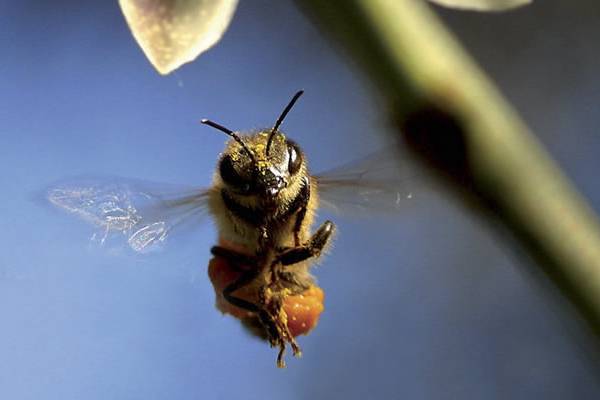 Σπάρτη: Προβολή ντοκιμαντέρ στο Μουσείο Ελιάς και Ελληνικό Λαδιού