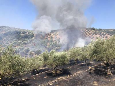 Φωτιά σε ελαιόδεντρα στη Λάμπαινα