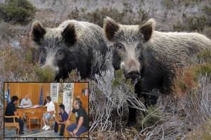 Επέλαση αγριογούρουνων σε χωριά της Πυλίας