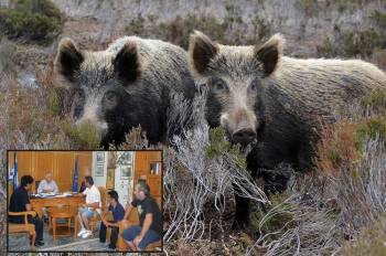 Επέλαση αγριογούρουνων σε χωριά της Πυλίας