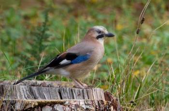 Κίσσες και καρακάξες ρήμαξαν την Πολιανή