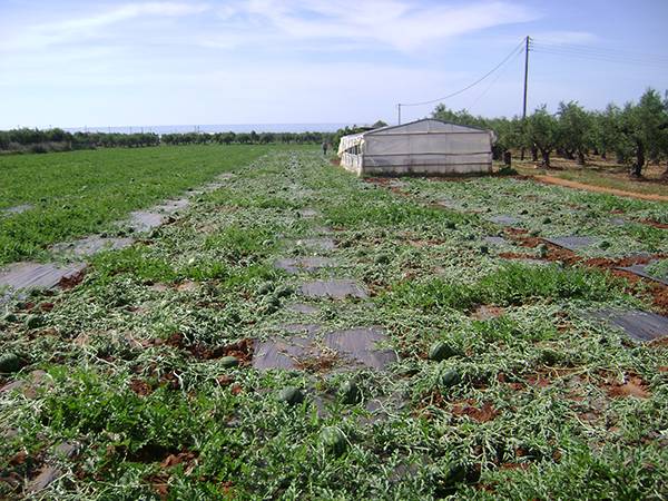 Ξερίζωσαν καρπούζια από μποστάνι στον Αγρίλη