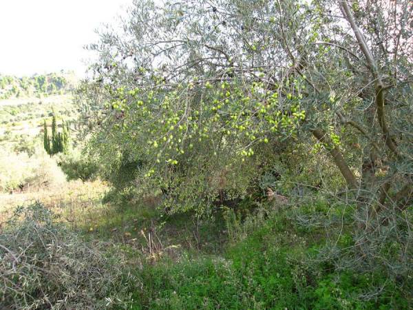 Ενημερωτική εκδήλωση για τους δασικούς χάρτες στους Γαργαλιάνους