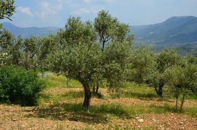 Επενδύσεις για παραγωγή ελαιολάδου στην Αλβανία