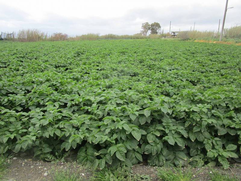 Ανησυχία παραγωγών για χαμηλές τιμές στις πατάτες Καλαμάτας και Μεσσήνης