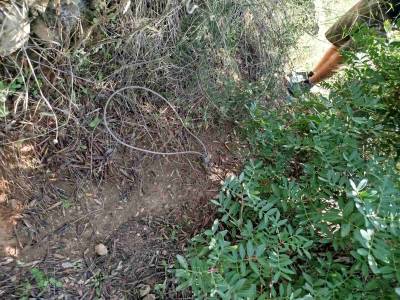 Με θηλιές για αγριογούρουνα έχουν γεμίσει τα Κατσαρέικα