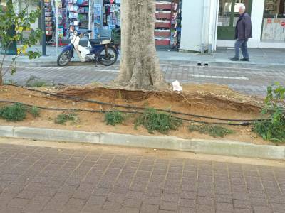 Εκτεθειμένο το ριζικό σύστημα στην 23ης