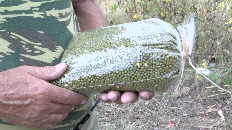 Μεσσηνία: Ντόπια ψιλοφάσουλα καλλιεργούνται ξανά στο βάλτο Σπερχογείας (βίντεο)