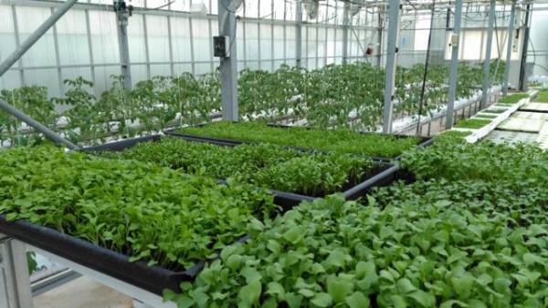 «Εύφορη Γη»: Παραδοσιακές ποικιλίες κόντρα στην κρίση στο ΤΕΙ Πελοποννήσου! (βίντεο-φωτογραφίες)