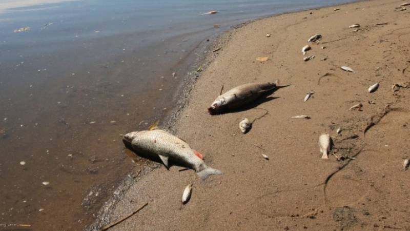 Γερμανία: Φόβοι για περιβαλλοντική καταστροφή στον ποταμό Οντερ (βίντεο)