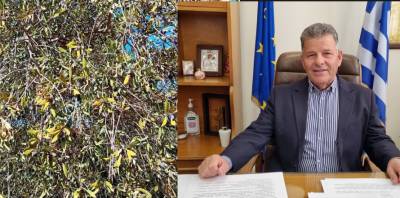 Ενώ συγκροτείται φάκελος για διεκδίκηση αποζημιώσεων: Ξεπερνά το 35% η ζημιά στην ελαιοπαραγωγή