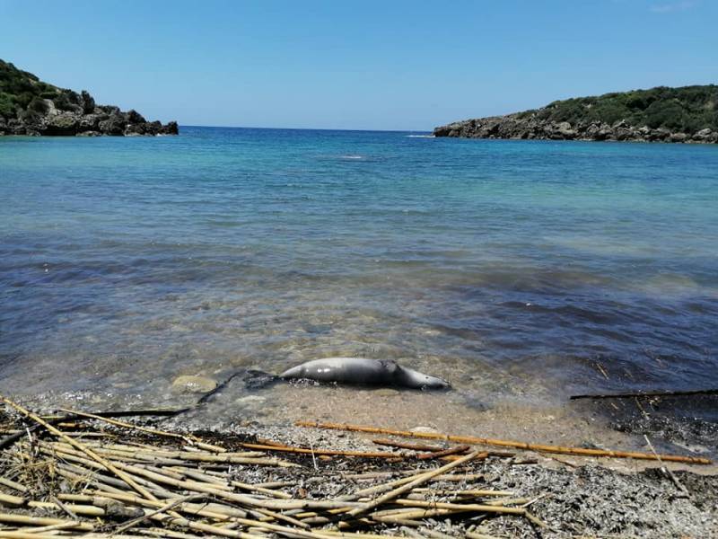 Ανατολική Μάνη: Νεκρή φώκια στο Καραβοστάσι