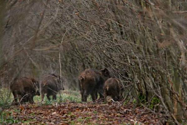 Κυνηγούσε παράνομα αγριογούρουνα