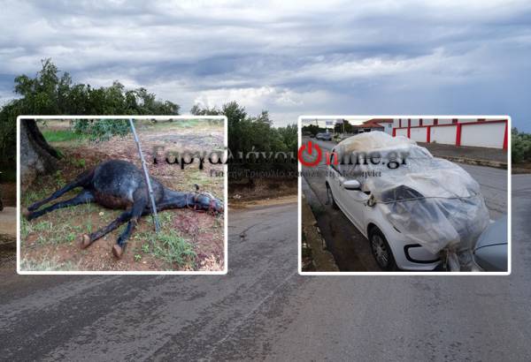 Σύγκρουση αυτοκινήτου με... άλογο στους Γαργαλιάνους