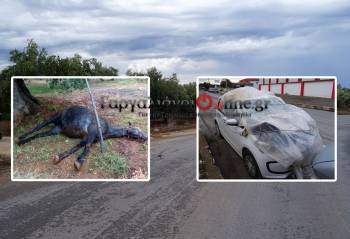 Σύγκρουση αυτοκινήτου με... άλογο στους Γαργαλιάνους