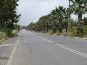 Πεζοδρόμια για φοίνικες