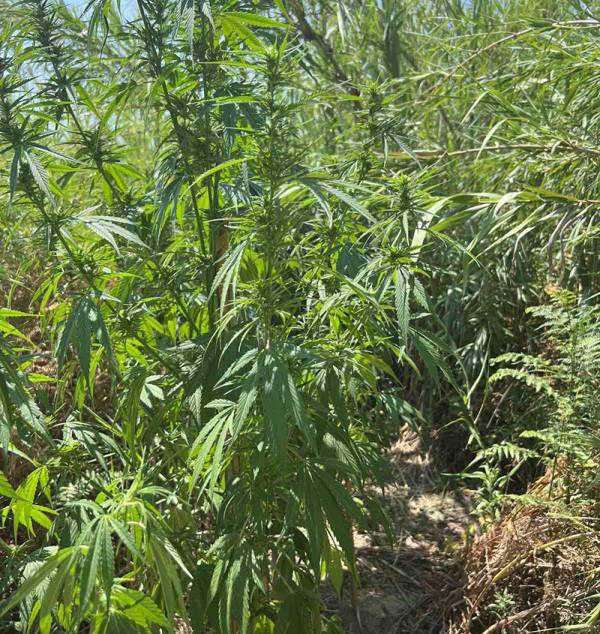 Μεσσηνία: "Ορφανή" φυτεία κρυμμένη σε καλαμιώνα