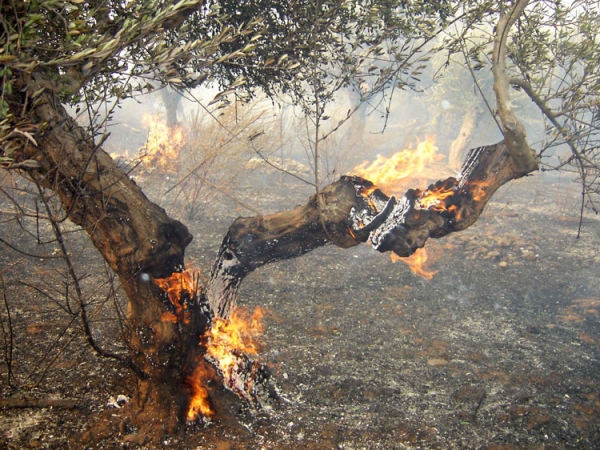 Κάηκε ο διοικητής της Πυροσβεστικής Γυθείου