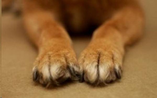 Φόλες στην Οιχαλία