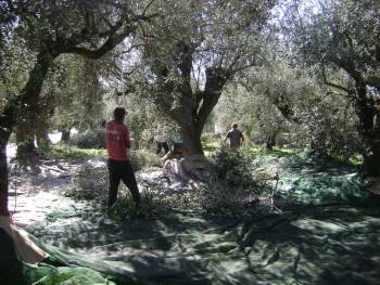 Στο τέλος της εβδομάδας η επιδότηση του λαδιού